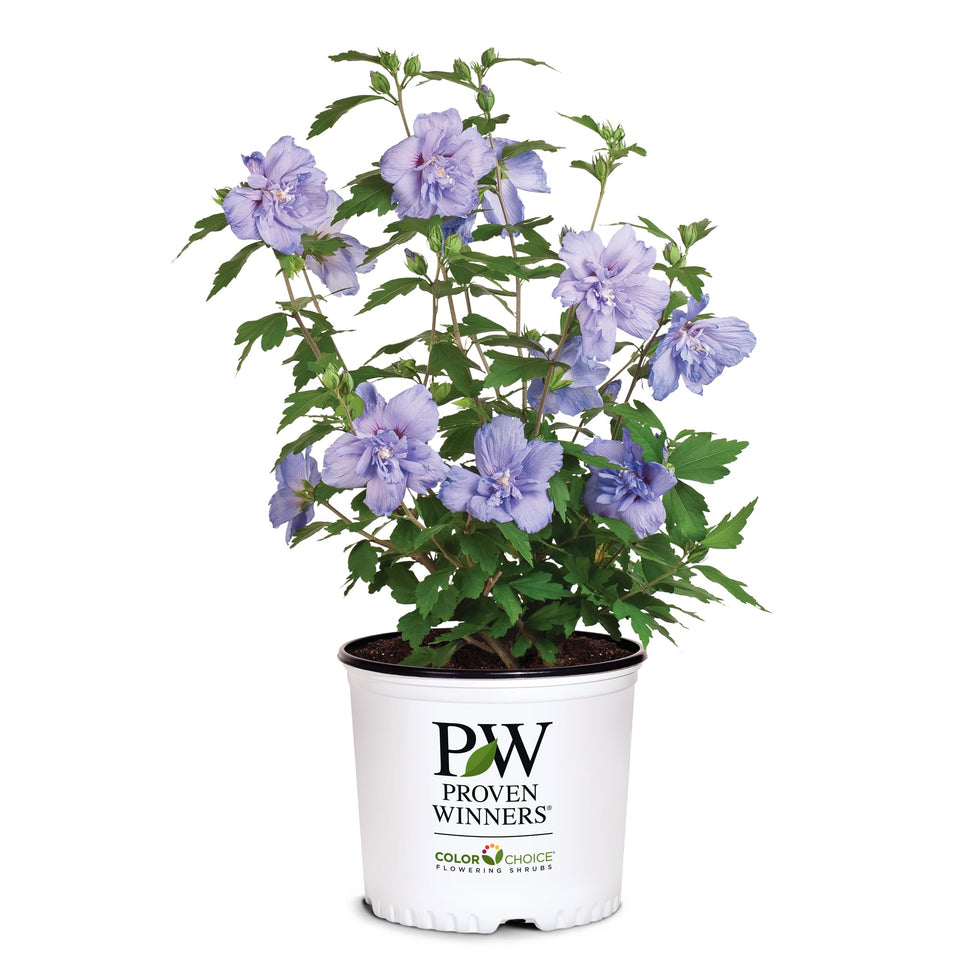 Proven Winners Blue Chiffon bloom with lacy center for late-summer color
