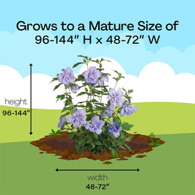 Blue Chiffon rose of sharon showcased in landscape planting for bold color