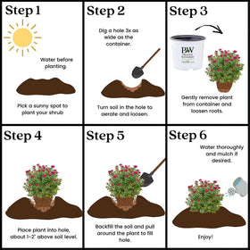 Proven Winners Double Play Doozie Spirea suited for containers and landscape borders.