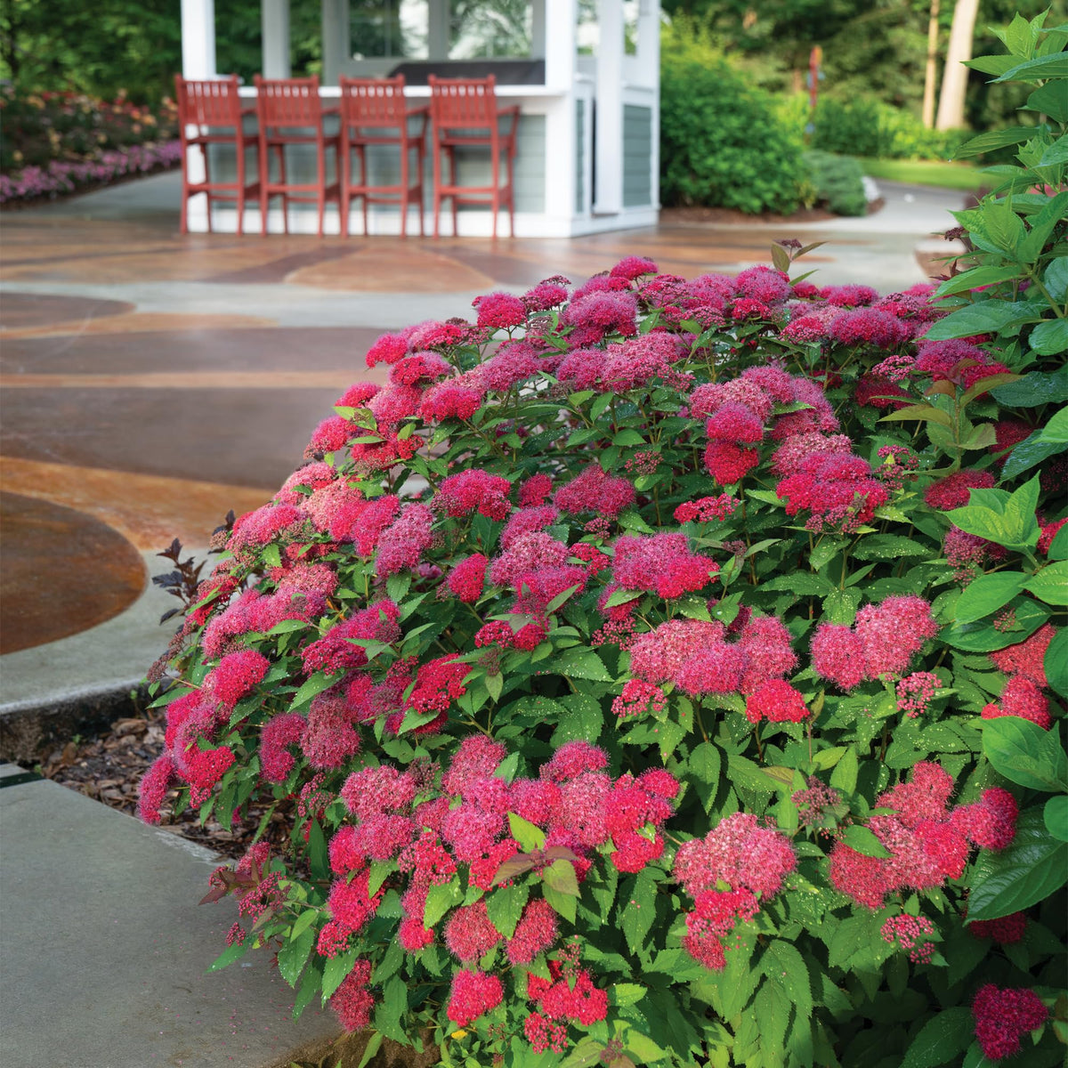 Proven Winners Double Play Doozie Spirea deep red spring foliage creates dramatic color.