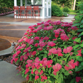 Proven Winners Double Play Doozie Spirea deep red spring foliage creates dramatic color.