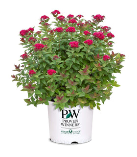 Proven Winners Double Play Doozie Spirea in early bloom brightens garden beds.