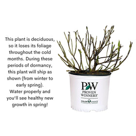 Proven Winners Double Play Doozie Spirea reaches 24-36 inches for neat borders.
