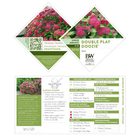 Proven Winners Double Play Doozie Spirea nonstop purple-red flowers through summer.