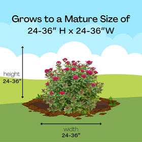 Proven Winners Double Play Doozie Spirea ships dormant, promoting healthy spring growth.