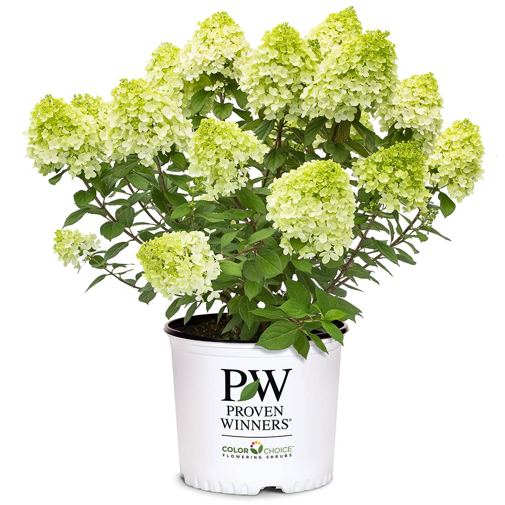Proven Winners Little Lime Punch hydrangea bloom close-up showing color shift for border vibrancy