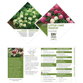 Proven Winners Little Lime Punch compact shrub portrait suitable for small spaces