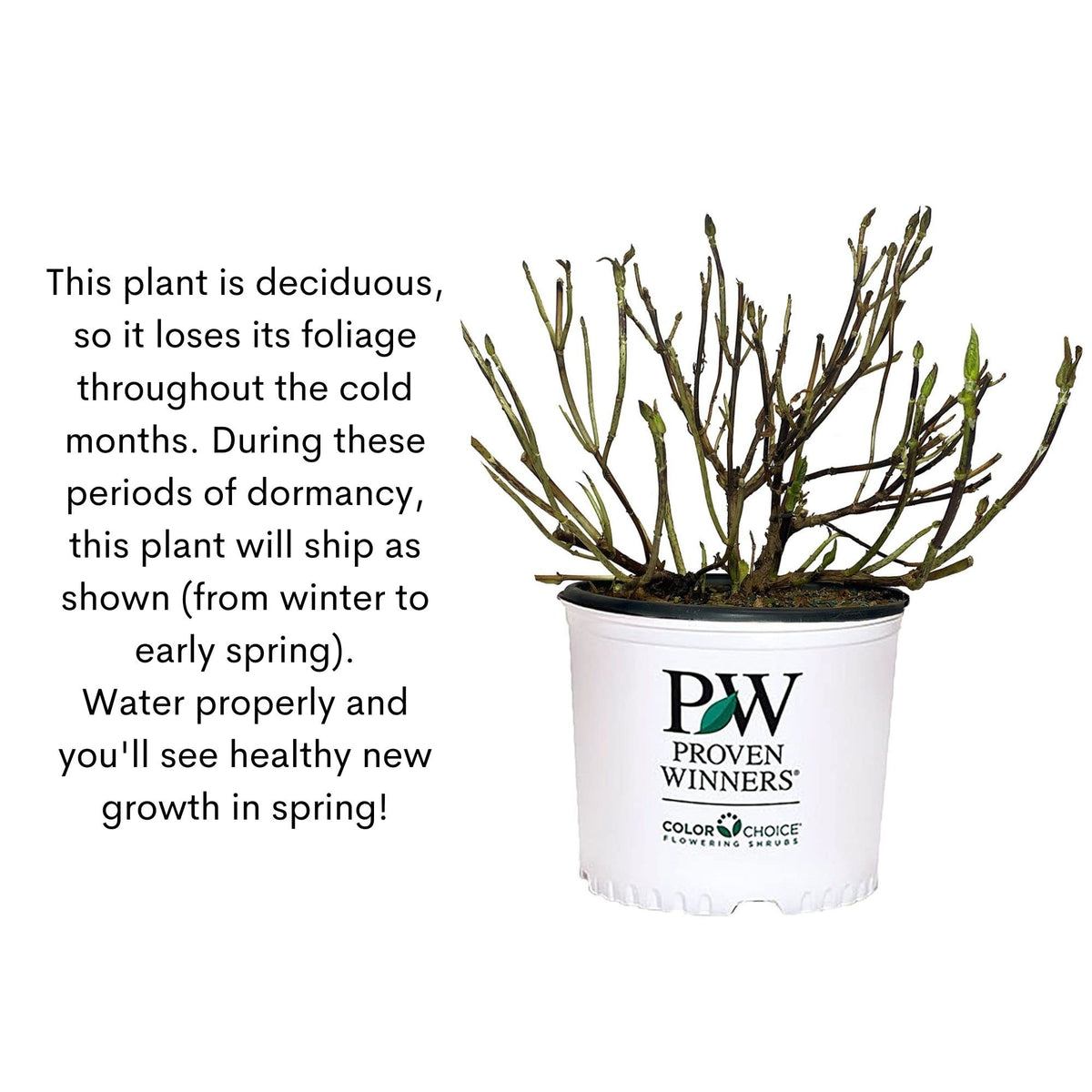 Dormant winter shot of Proven Winners Little Lime Punch shows clean winter look