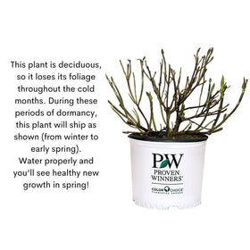 Dormant winter shot of Proven Winners Little Lime Punch shows clean winter look
