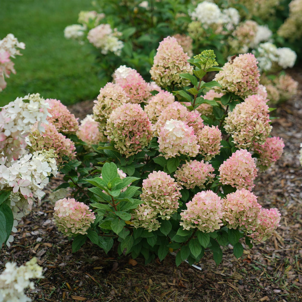 Multi-color blooms on Little Lime Punch create eye-catching border focal points