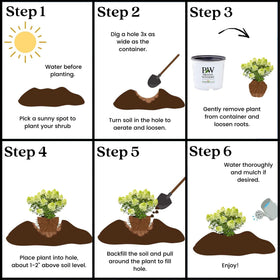 Proven Winners zones 3–8 compatibility demonstrated for reliable garden performance