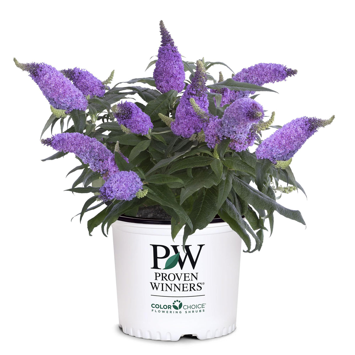 Proven Winner Pugster Amethyst buddleia bloom in full sun attracting butterflies.