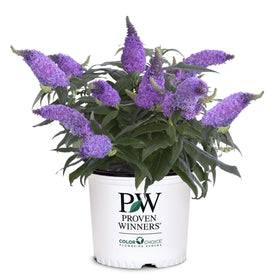 Proven Winner Pugster Amethyst buddleia bloom in full sun attracting butterflies.