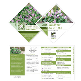 Proven Winner Pugster Amethyst buddleia clusters with fragrant purple blooms attract pollinators.