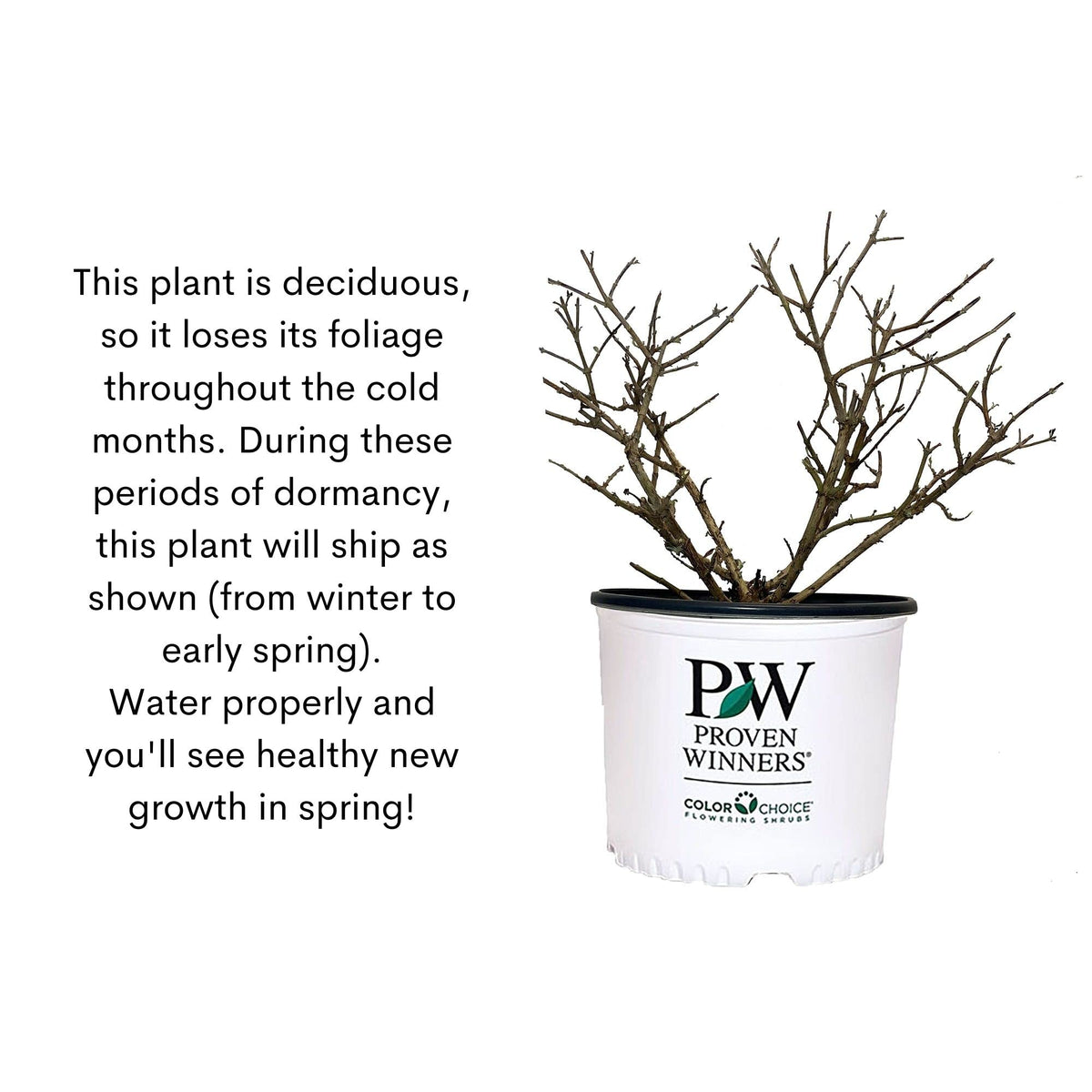 Proven Winner Pugster Amethyst buddleia blooms spring to summer.