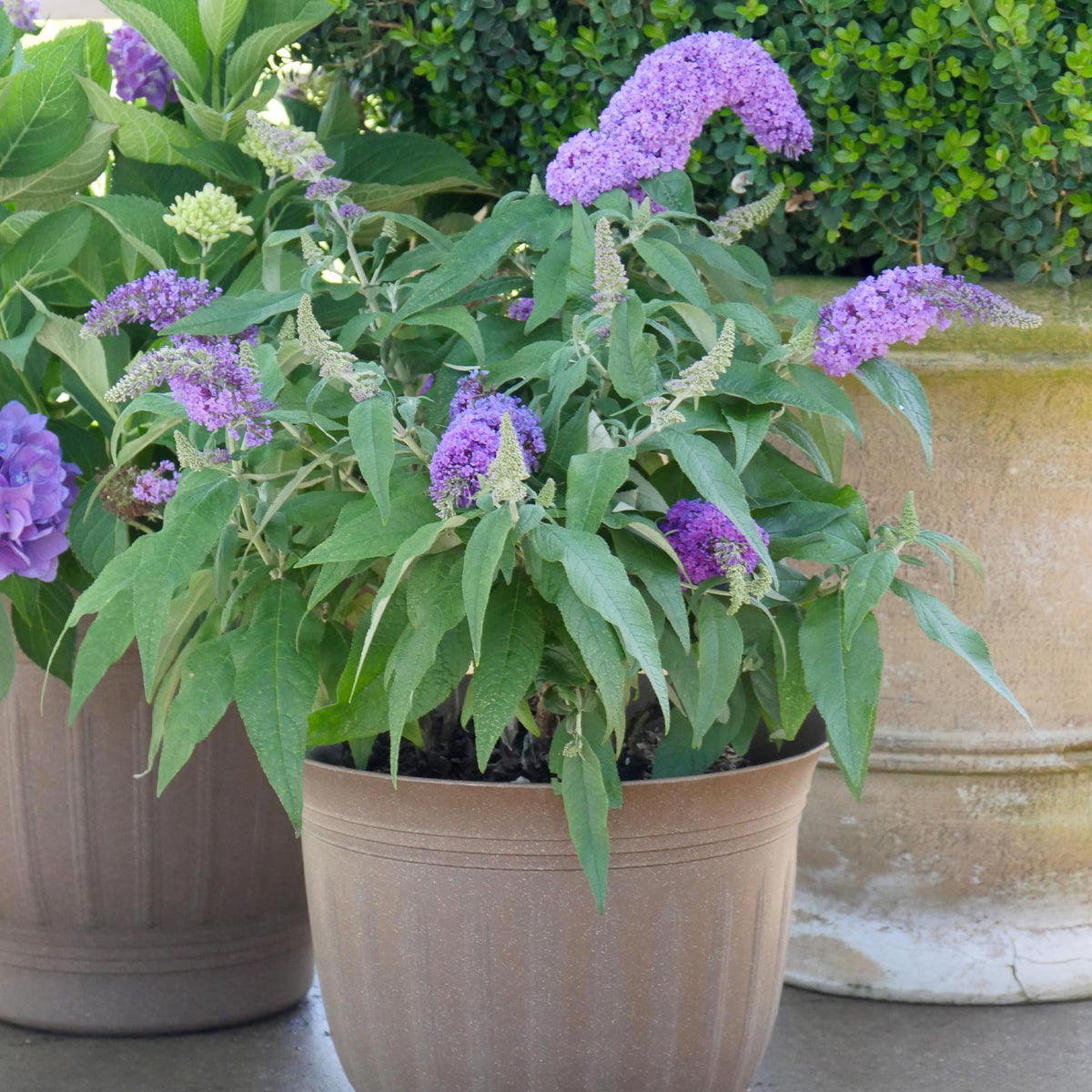 Proven Winner Pugster Amethyst buddleia flower clusters brighten compact garden spaces.