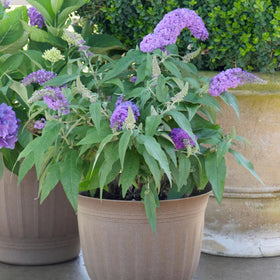 Proven Winner Pugster Amethyst buddleia flower clusters brighten compact garden spaces.