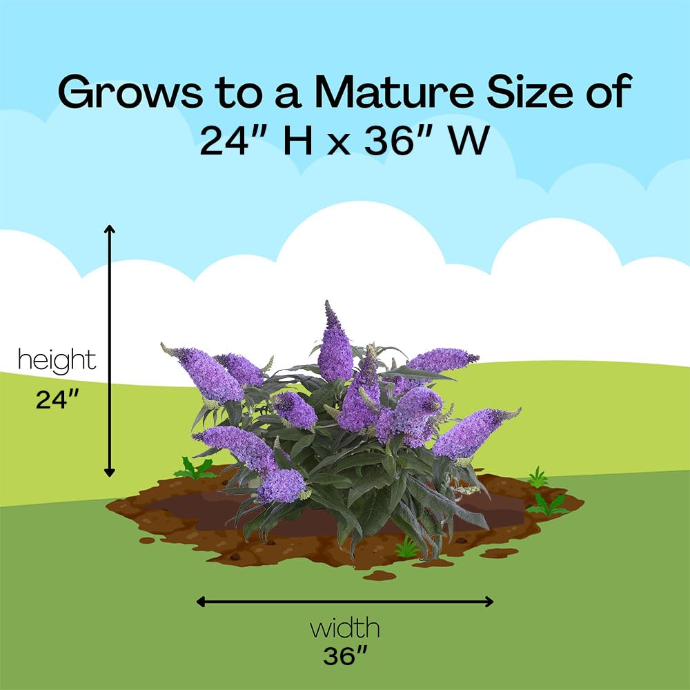 Proven Winner Pugster Amethyst buddleia is deciduous for seasonal color.