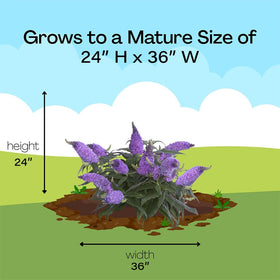 Proven Winner Pugster Amethyst buddleia is deciduous for seasonal color.