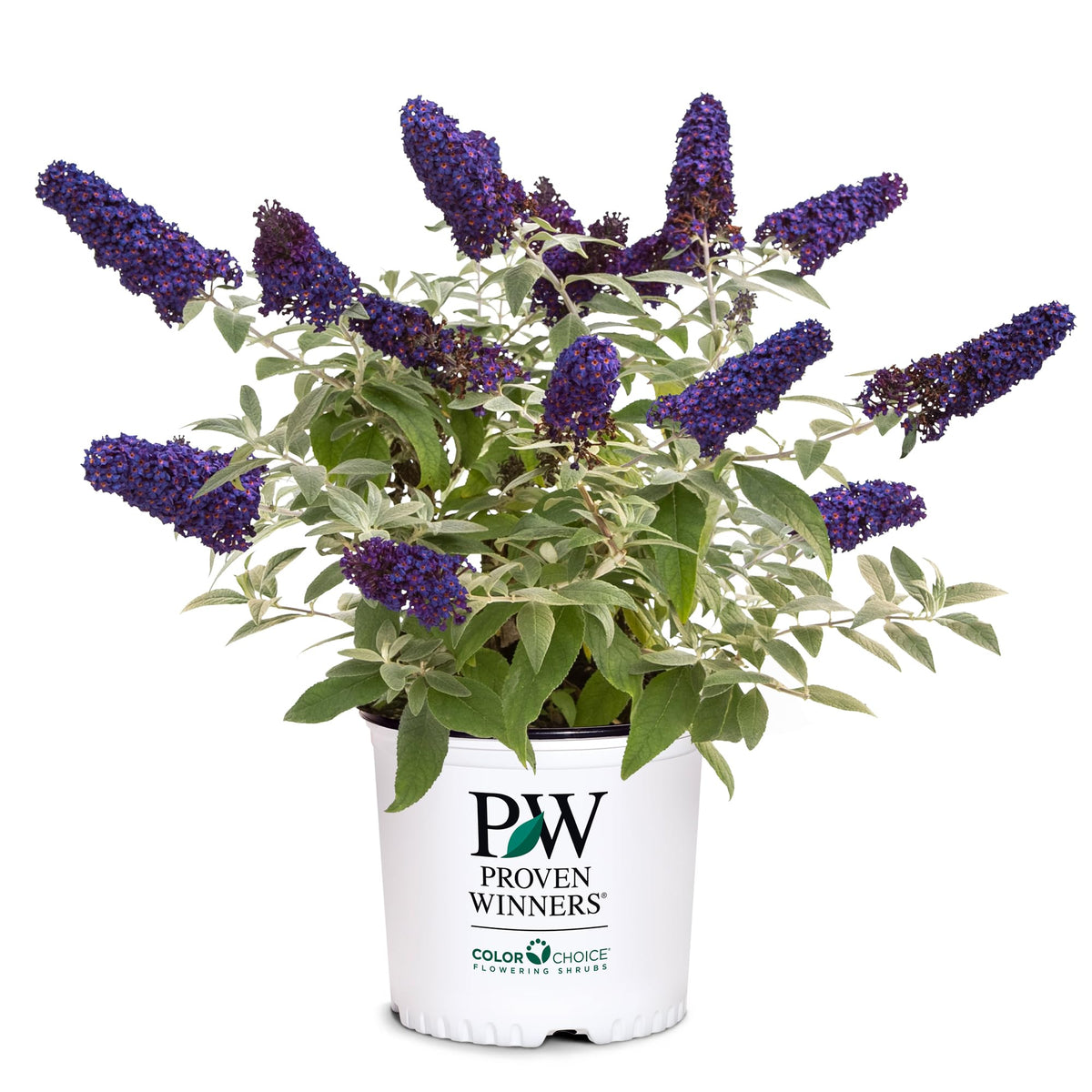 Proven Winner Pugster Blue blooms close-up with true-blue petals and yellow-orange eye, great for borders.