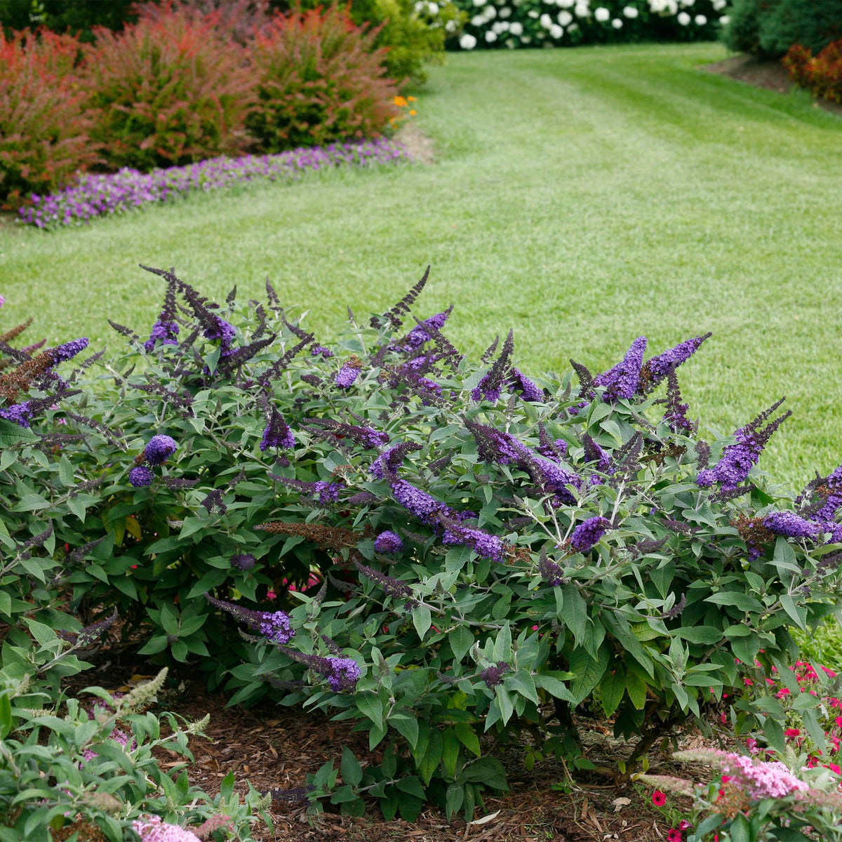 Proven Winner Pugster Blue plant profile shows compact size ideal for borders and containers.