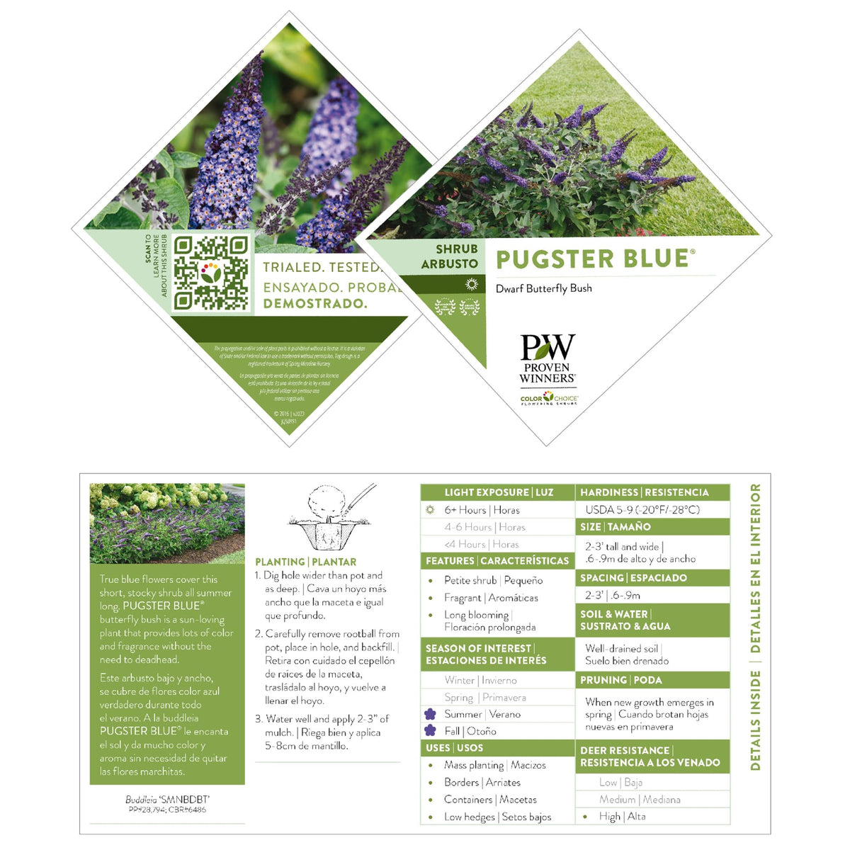 Proven Winner Pugster Blue summer bloom displays rich color across the garden.