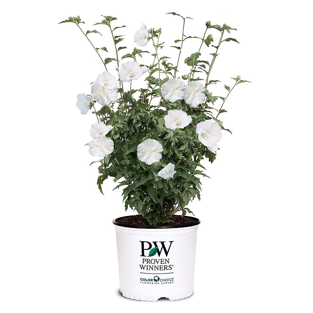 Proven Winners White Pillar Rose of Sharon bloom close-up for elegant borders.