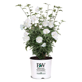 Proven Winners White Pillar Rose of Sharon bloom close-up for elegant borders.