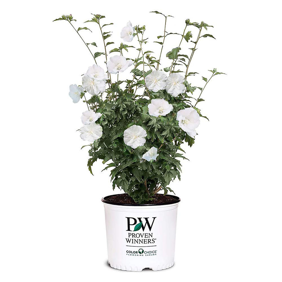 Proven Winners White Pillar Rose of Sharon bloom close-up for elegant borders.
