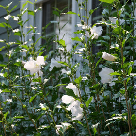 Proven Winners White Pillar Rose of Sharon columnar habit shown for small space planting.