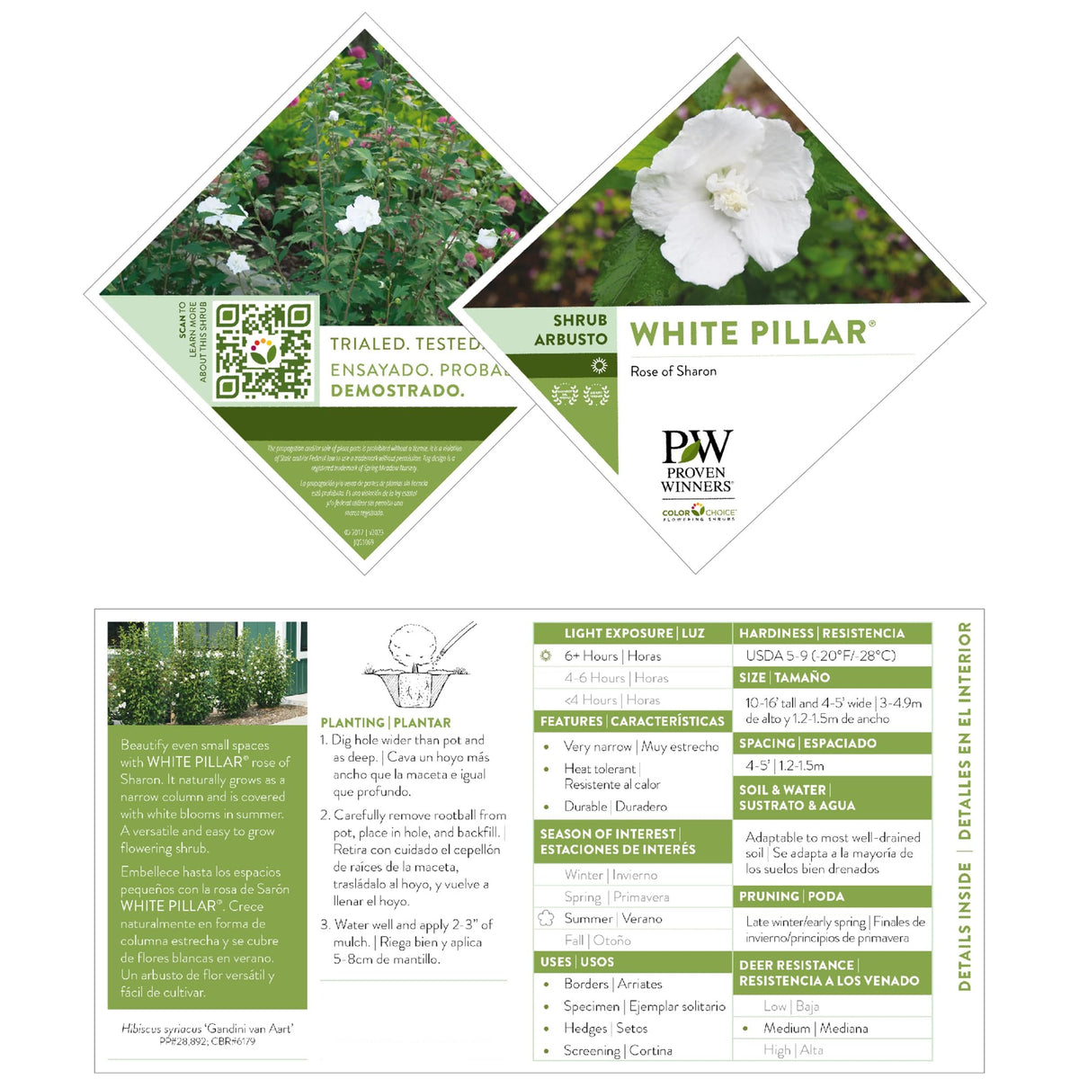 Proven Winners White Pillar Rose of Sharon shipped dormant for healthy spring growth.