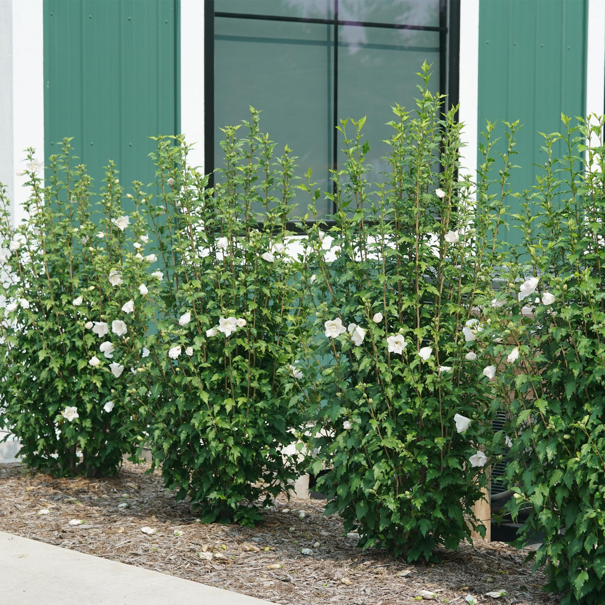 Proven Winners White Pillar Rose of Sharon thrives in full sun to partial shade, versatile.