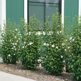 Proven Winners White Pillar Rose of Sharon thrives in full sun to partial shade, versatile.