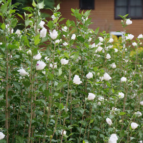 Proven Winners White Pillar Rose of Sharon mature size informs privacy screen planning.
