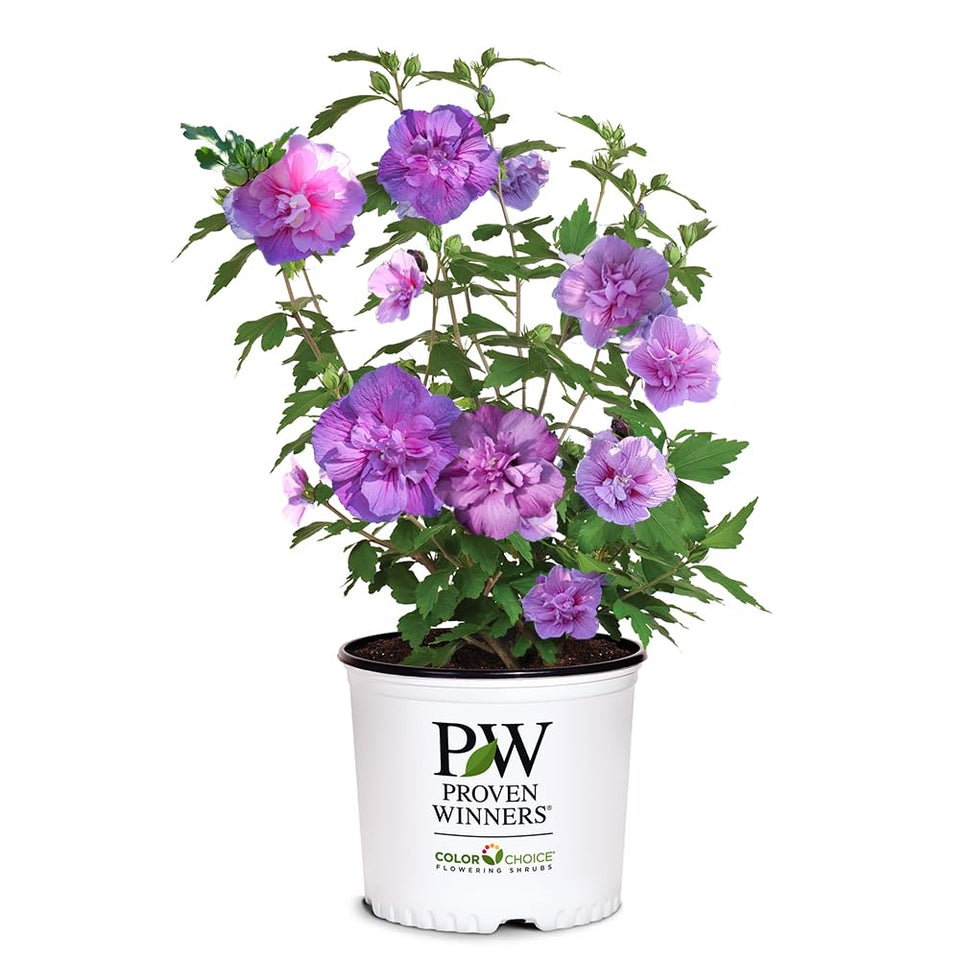 Proven Winners Dark Lavender Chiffon hibiscus bloom adds vibrant summer color.