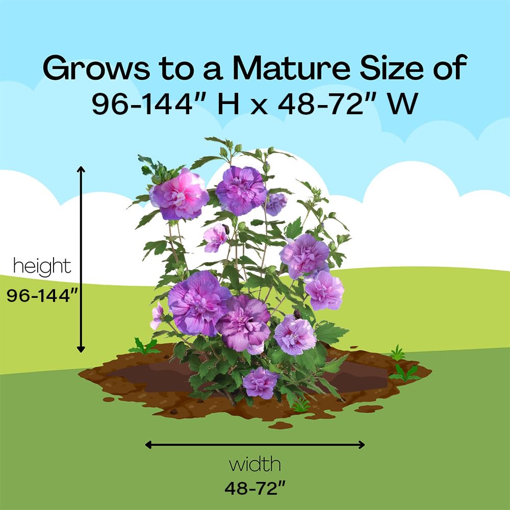 Proven Winners hibiscus in sun to part shade thrives with minimal upkeep.