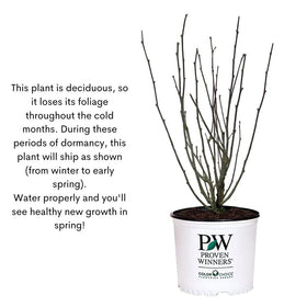 Proven Winners shrub grows tall with rounded habit for depth in beds.