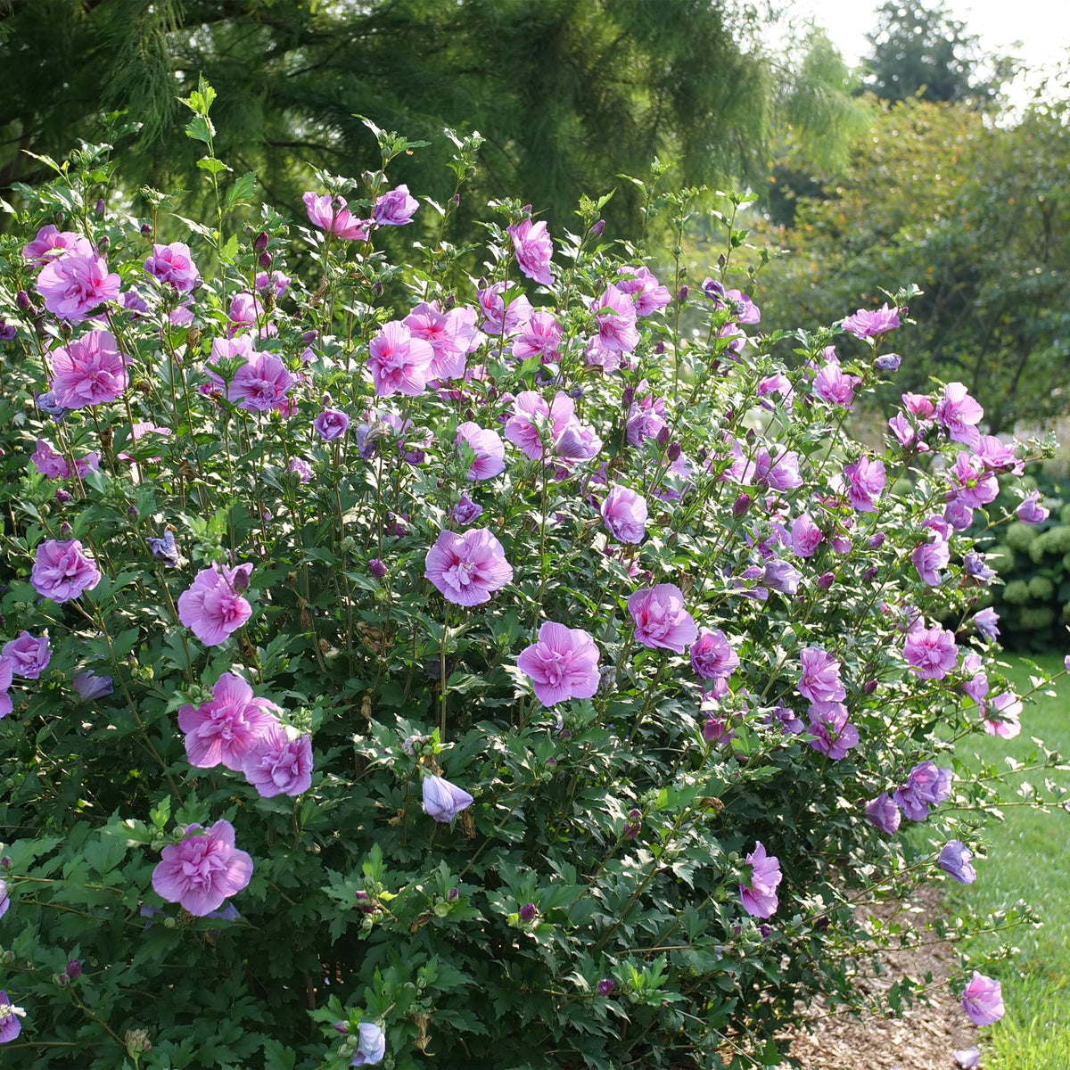 Proven Winners hibiscus stems with graceful lavender blooms for borders.