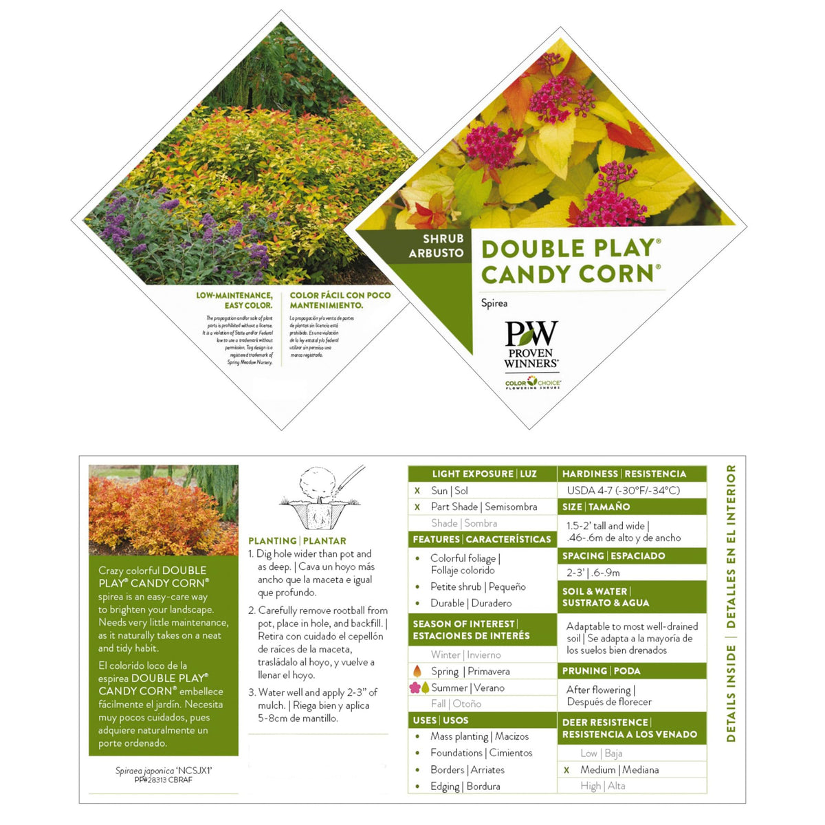 Double Play Candy Corn new growth with red to orange hues in bloom