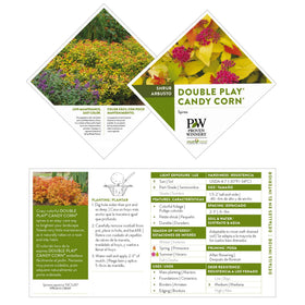 Double Play Candy Corn new growth with red to orange hues in bloom