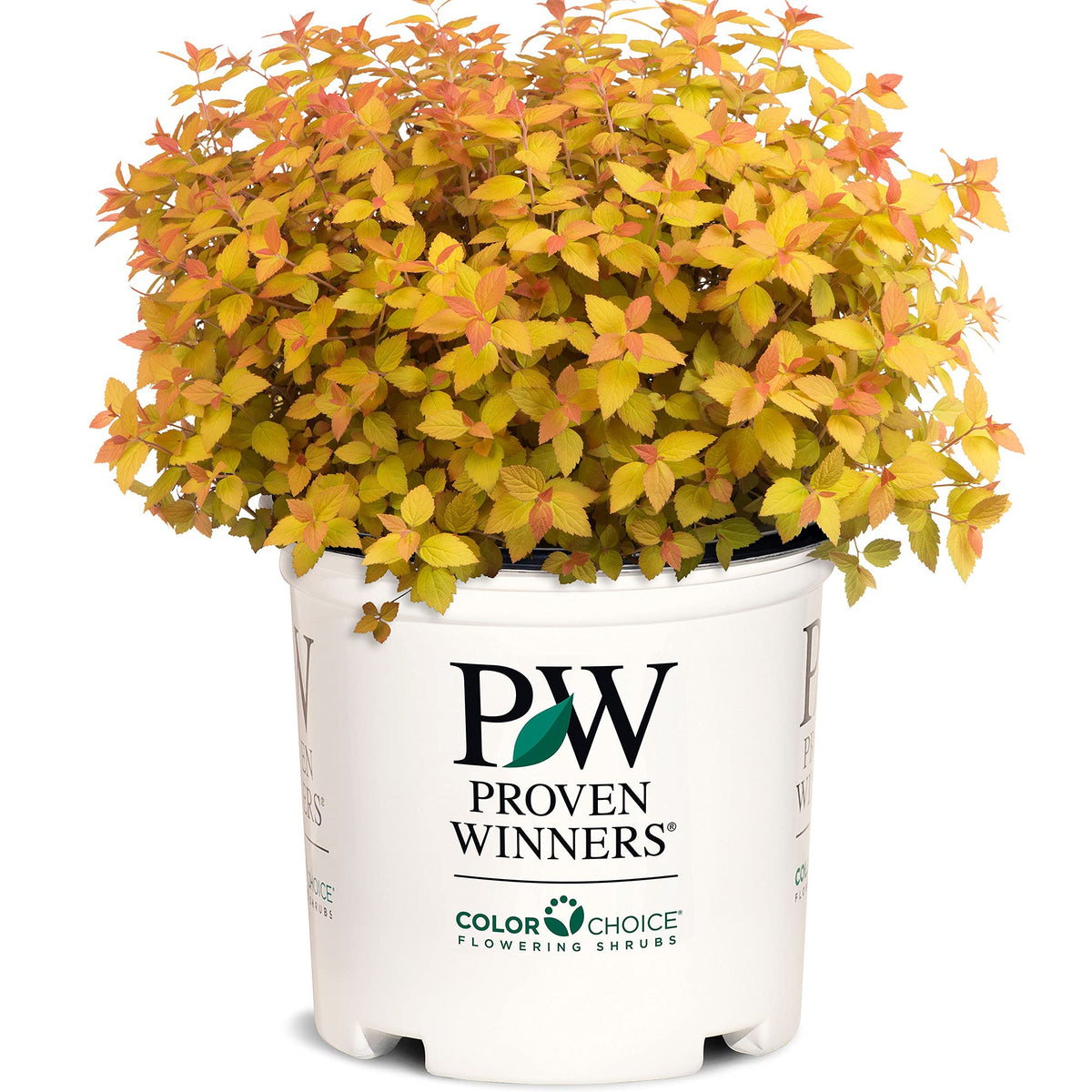 Proven Winners Double Play Candy Corn shrub in a pot adds color for container displays