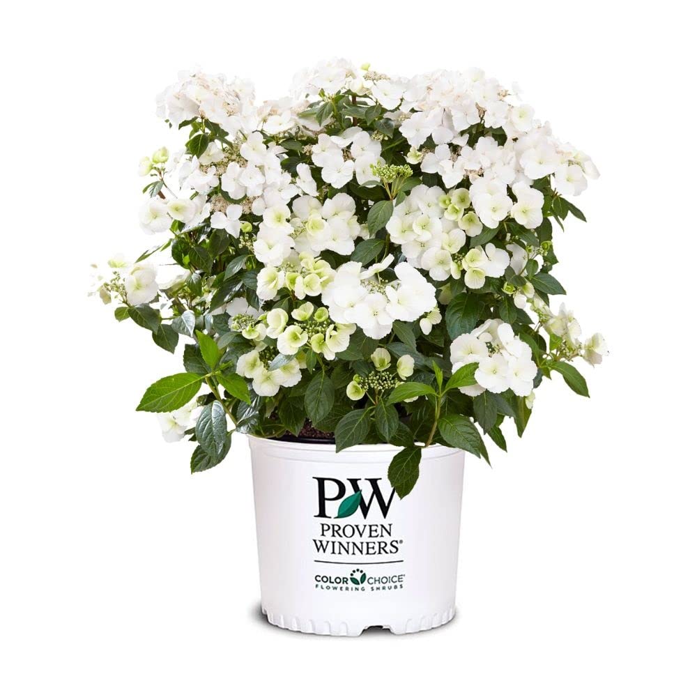 Proven Winners Fairytrail Bride cascade blooms brighten gardens and hanging baskets.