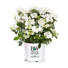 Proven Winners Fairytrail Bride cascade blooms brighten gardens and hanging baskets.