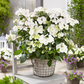 Proven Winners Fairytrail Bride container display adds focal height and color.