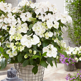 Proven Winners Fairytrail Bride ideal for container planting and decorative pots.
