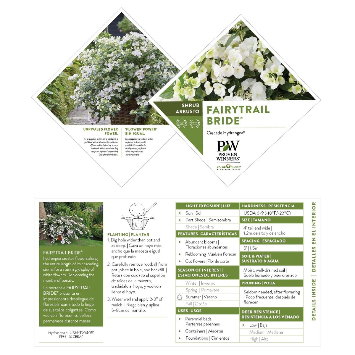 Proven Winners Fairytrail Bride green foliage provides year-round structure.