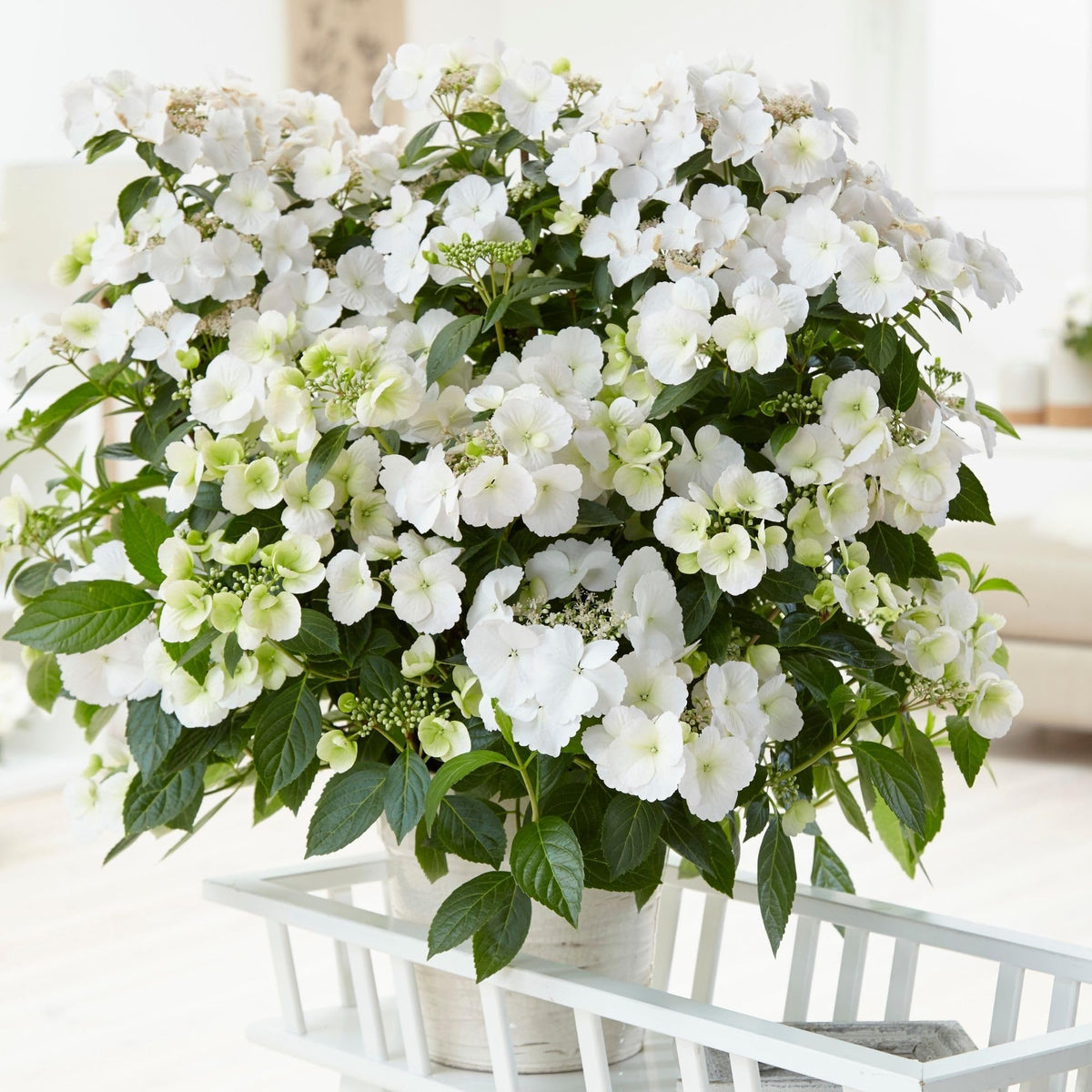 Proven Winners Fairytrail Bride lace-petals add delicate texture in the landscape.