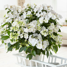 Proven Winners Fairytrail Bride lace-petals add delicate texture in the landscape.