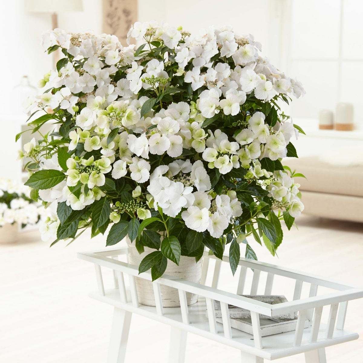 Proven Winners Fairytrail Bride trailing stems create elegant draping display.
