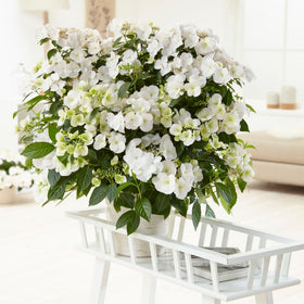 Proven Winners Fairytrail Bride trailing stems create elegant draping display.